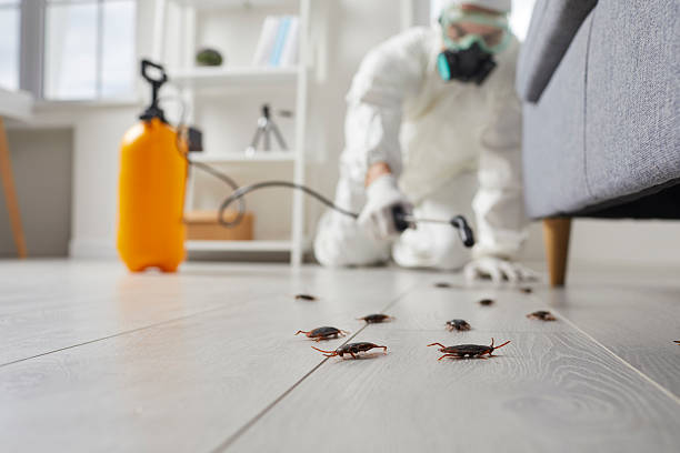 Commercial Kitchen Cockroach Control in Forest Glen
